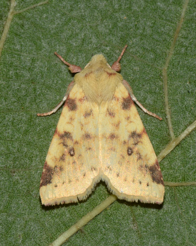 Noctuidae Xanthia (Cirrhia) icteritia ? - Si